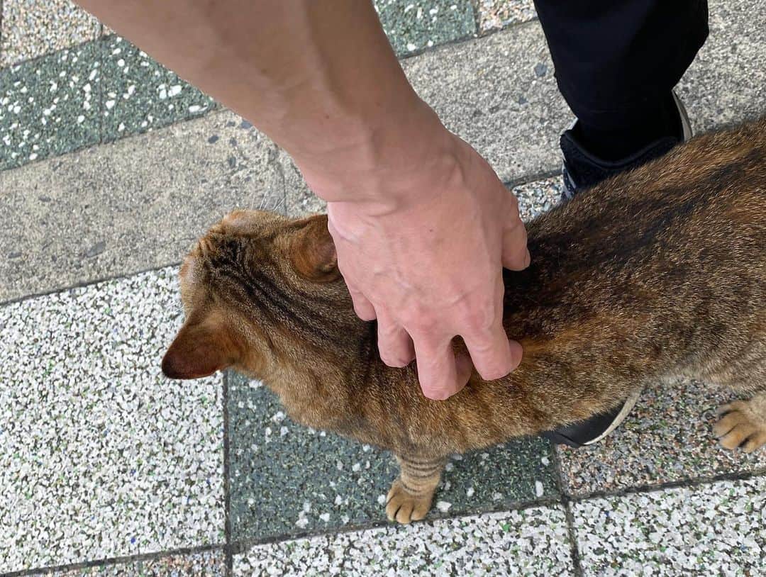 高井淳さんのインスタグラム写真 - (高井淳Instagram)「【VSニコリ！！～in OSAKA～】 あっというまでしたが 熱いステージでした☺︎  昼は父とランチしまして 店を出たら猫さんにからまれました。 かわよ  リポDの味がとても好きです 500mlとか出ないかな。  ニコリサポートは7月の無料LIVEに 馳せ参じます☺︎ 御贔屓に！！」7月4日 16時22分 - jun_t_0110