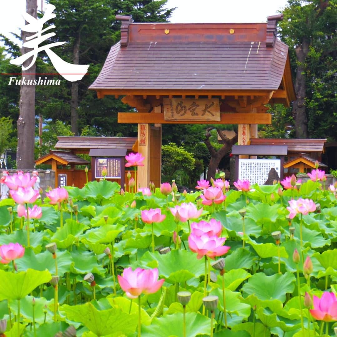 福島県さんのインスタグラム写真 - (福島県Instagram)「【長照寺のハス（猪苗代町）】  野口英世記念館の近くにある1603年（慶長8年）建立の長照寺。野口英世氏の菩提（ぼだい）寺としても知られ、境内には英世夫妻と両親の墓がひっそりとたたずんでいます。  夏には、門前にある広大なハス池に「一天四海（いってんしかい）」や「酔妃蓮（すいひれん）」などのハスの花が咲き誇り、その姿を見ようと多くの人が訪れます。ハスは早朝に開き午後には閉じてしまうので、早朝に行くのがおすすめです。  ※写真は過去に撮影したものです。開花状況をご確認の上、お出かけください。  #長照寺 #ハス #猪苗代町 #会津地方 #福島県 #inawashirotown #fukushima #RealizeFukushima #NotADreamFukushima #ひとつひとつ実現するふくしま」7月4日 17時00分 - realize_fukushima