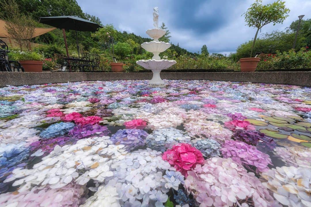 関西電力株式会社のインスタグラム：「＼メルヘンな噴水池✨アジサイの花浮かべ／ 本日は、大阪府立花の文化園からアジサイをパシャリ📸  バラ園やクレマチス園など、季節ごとの花が咲く大阪府立花の文化園では、 毎年、剪定したアジサイを噴水池に浮かべる「アジサイの花浮かべ」が行われています。  色とりどりの「アジサイが浮かべられた風景は、どこかメルヘンな印象！ 華やかに彩られた池で、二度アジサイを楽しむことができます。  今年は7/7～7/9まで実施しているようですので、週末のお出かけの参考にしてみてください🌟  みなさんオススメの関西のスポットがあれば、コメントで教えてください！  #関西電力 #灯りフォト部 #みずいろネット #紫陽花 #アジサイ #アジサイスポット #あじさい #大阪府立花の園 #花スタグラム #日本の絶景 #日本の景色 #関西旅行 #関西観光 #大阪旅行 #大阪観光 #写真好きな人と繋がりたい #カメラ好きな人と繋がりたい」