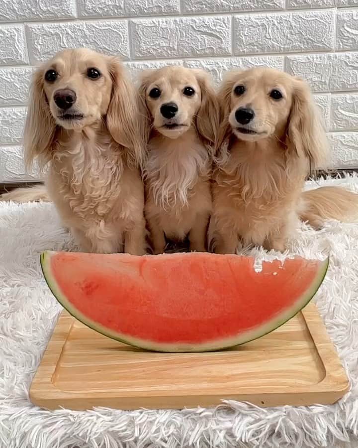 PECO いぬ部のインスタグラム：「「みんなで食べると美味しいね😋🍉」  ㅤㅤ 今回素敵な投稿をしてくださったのは… @moa.lana.st さん（もあ・らな・まぅちゃん） 他にも素敵なお写真がたくさんあるので ぜひ遊びに行ってみてね♪ ㅤㅤ ㅤㅤ ㅤㅤ 〖 #pecoいぬ部（ #ペコねこ部 ） 〗をつけてご投稿いただくと PECOのSNSで楽しくご紹介させていただきます😋 フォロー&コメントお待ちしています✨ ㅤㅤ ㅤㅤ  ============================== @pecodogs（ @pecocats ）☚YouTubeでも可愛いワンコ（ニャンコ）紹介中🐶💕 ==============================  #犬のいる暮らし #犬部 #犬好きな人と繋がりたい #dogstagram #doglover #멍스타그램 #개스타그램  #ミニチュアダックスフンド #dachshund  #夏の風物詩 #スイカ」