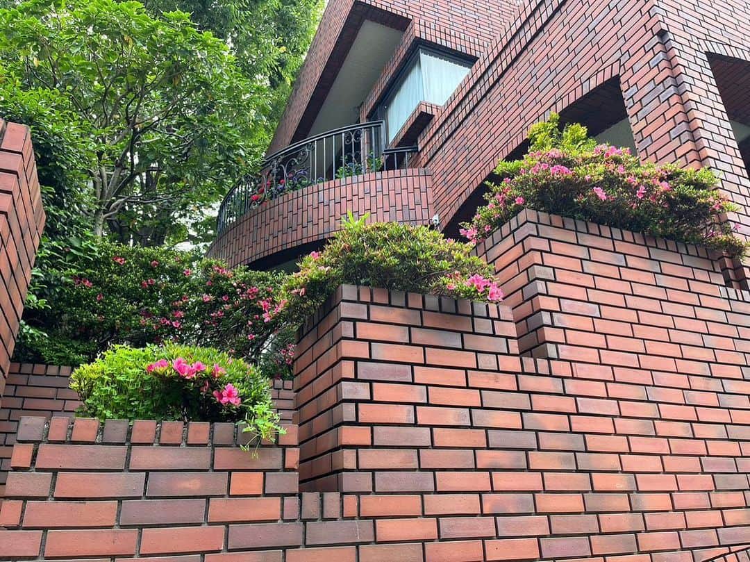 デヴィ・スカルノさんのインスタグラム写真 - (デヴィ・スカルノInstagram)「お客さまを お迎えする、 我が家の 表玄関は、 いつも この季節になると  ツツジが咲き、 色鮮やかなピンクで レンガ色の塀に 色を添えます。 階段になって、 3段に並ぶ ツツジ。 毎日 家を出る時に 眺めるのが日課です。 お庭の脇にも、 このように ツツジが咲きます  玄関の扉まで、 パッと 明るくしてくれる ピンクのツツジ、 美しいです  裏玄関のツバキは、 花開く 冬に向けて 今は 緑が元気よく。 若葉が ピカピカ 光るように、 元気に 色づいています。 咲き誇った時は このように♪♪ 今は、 咲き誇った後の 大きな種です。 お花が咲くのは まだまだ 先ですが、 毎日の成長が、 より一層 楽しみに なりました」7月4日 17時10分 - dewisukarnoofficial