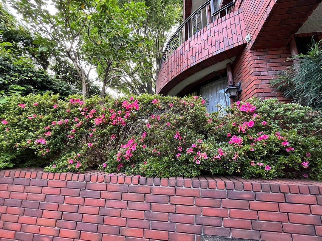 デヴィ・スカルノさんのインスタグラム写真 - (デヴィ・スカルノInstagram)「お客さまを お迎えする、 我が家の 表玄関は、 いつも この季節になると  ツツジが咲き、 色鮮やかなピンクで レンガ色の塀に 色を添えます。 階段になって、 3段に並ぶ ツツジ。 毎日 家を出る時に 眺めるのが日課です。 お庭の脇にも、 このように ツツジが咲きます  玄関の扉まで、 パッと 明るくしてくれる ピンクのツツジ、 美しいです  裏玄関のツバキは、 花開く 冬に向けて 今は 緑が元気よく。 若葉が ピカピカ 光るように、 元気に 色づいています。 咲き誇った時は このように♪♪ 今は、 咲き誇った後の 大きな種です。 お花が咲くのは まだまだ 先ですが、 毎日の成長が、 より一層 楽しみに なりました」7月4日 17時10分 - dewisukarnoofficial