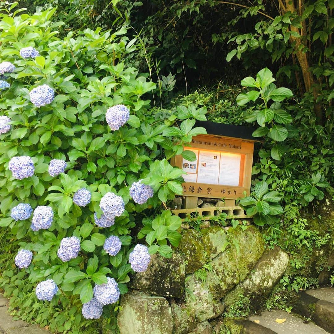 近藤淳子さんのインスタグラム写真 - (近藤淳子Instagram)「半年に渡ったプロジェクトが無事に終わり、ホッと一息。時間が出来てすぐに逢いたくなった親友のりえちゃんと、前を通るたびにいつも気になっていた北鎌倉の紫ゆかりへ。レトロな雰囲気の店内でランチをいただき、緑に囲まれたテラス席でお茶タイム。あんなにも暑かったのが嘘のように、木陰では心地よい涼風が通り過ぎていきました。りえちゃん、癒しのひとときをありがとう✨  #北鎌倉  #好きな人と気になっている場所に  #藤田りえ  @rie_fujita.ana」7月4日 17時15分 - kondo_junko_