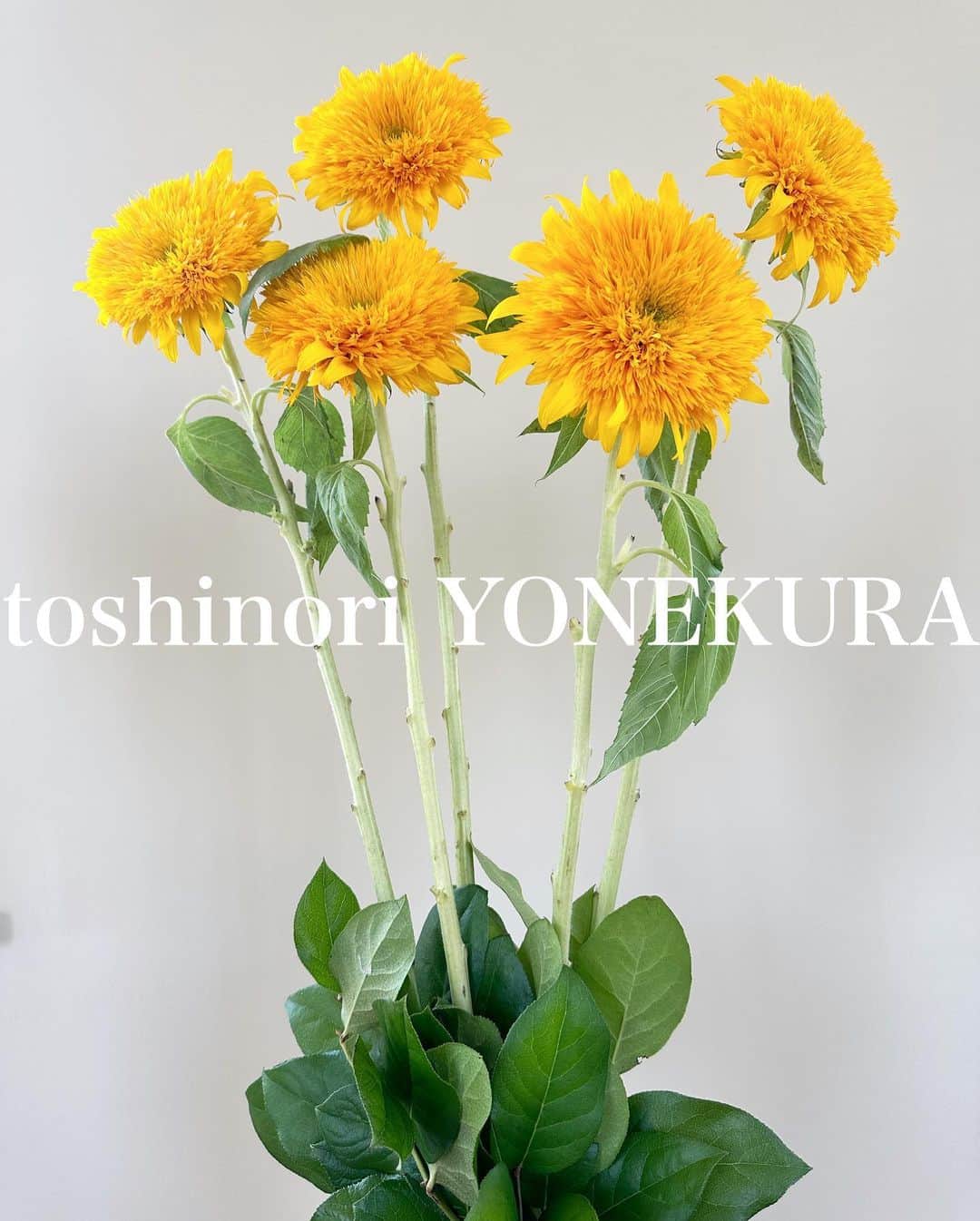 米倉利紀さんのインスタグラム写真 - (米倉利紀Instagram)「花から学ぶこと  #花のある生活 #男花」7月4日 17時17分 - toshi_yonekura