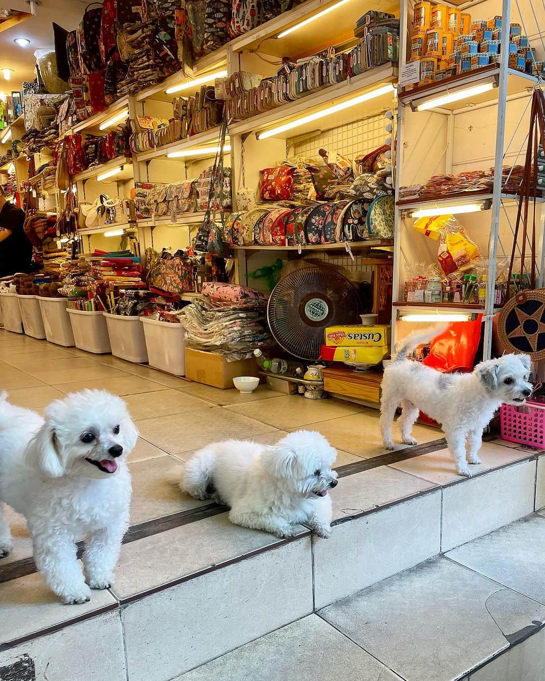 桐島かれんのインスタグラム：「店頭でお出迎え。 ベトナムでは、小さなワンコをいっぱい見かけます。」