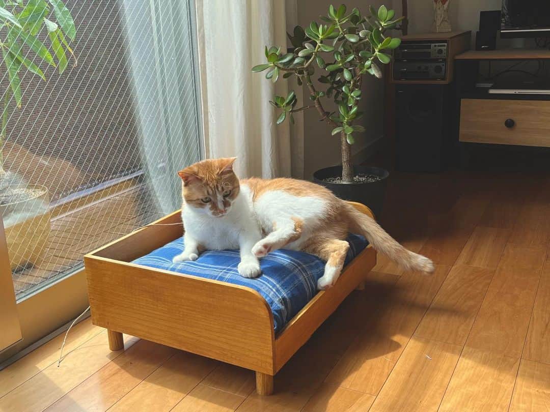 オルネ ド フォイユさんのインスタグラム写真 - (オルネ ド フォイユInstagram)「再入荷🐾  デザイン×機能性をちょうどいいバランスで両立させた、 桐の猫ベッドが再入荷しました！  猫がより快適にくつろげるように制作した自信作。 一年中、猫ちゃんのお気に入りスポットになる こだわりポイントが満載の猫ベッドです🛏️🐈  《こだわりPOINT》 🐾インテリアに合うヴィンテージテイストのデザイン！ 🐾使用している桐材は日本の気候にあったすぐれもの！ 🐾 使い勝手を考えた”すのこ” と ”コード穴”！ 🐾ファブリックで愛猫の個性を演出！  新たに登場した「桐のトイレカバー」と同じ天然の 桐素材でできているので組み合わせて、お部屋の インテリアをコーディネートするのも素敵ですよ🐈‍⬛  . 商品名 ■オルネコ 桐のベッド ■オルネコ 桐のベッド用クッション （レッドチェック／ブルーチェック／ホワイト）  ———————————————  ●商品詳細はプロフィールのリンクからご確認ください。 👉@ornedefeuilles  ※検索画面で「桐のベッド」でチェック🔎  ※オンラインショップと不動前店の取扱い商品は異なります。  ———————————————  #orneko #オルネコ #オルネコ部 #猫ベッド #猫グッズ #猫アイテム #猫と暮らすインテリア #猫とインテリア #ねこグッズ #猫グッズ #猫とインテリアと私の日常 #インテリア雑貨#ornedefeuilles #オルネドフォイユ」7月4日 18時16分 - ornedefeuilles