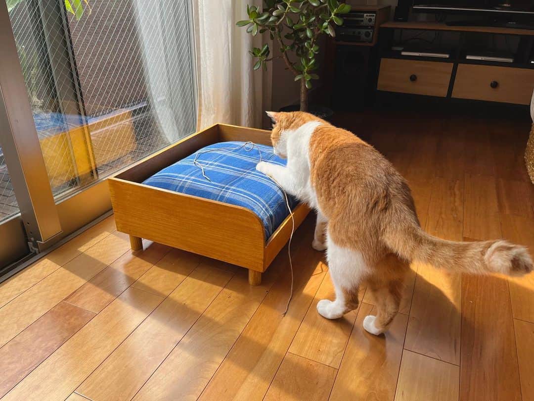 オルネ ド フォイユさんのインスタグラム写真 - (オルネ ド フォイユInstagram)「再入荷🐾  デザイン×機能性をちょうどいいバランスで両立させた、 桐の猫ベッドが再入荷しました！  猫がより快適にくつろげるように制作した自信作。 一年中、猫ちゃんのお気に入りスポットになる こだわりポイントが満載の猫ベッドです🛏️🐈  《こだわりPOINT》 🐾インテリアに合うヴィンテージテイストのデザイン！ 🐾使用している桐材は日本の気候にあったすぐれもの！ 🐾 使い勝手を考えた”すのこ” と ”コード穴”！ 🐾ファブリックで愛猫の個性を演出！  新たに登場した「桐のトイレカバー」と同じ天然の 桐素材でできているので組み合わせて、お部屋の インテリアをコーディネートするのも素敵ですよ🐈‍⬛  . 商品名 ■オルネコ 桐のベッド ■オルネコ 桐のベッド用クッション （レッドチェック／ブルーチェック／ホワイト）  ———————————————  ●商品詳細はプロフィールのリンクからご確認ください。 👉@ornedefeuilles  ※検索画面で「桐のベッド」でチェック🔎  ※オンラインショップと不動前店の取扱い商品は異なります。  ———————————————  #orneko #オルネコ #オルネコ部 #猫ベッド #猫グッズ #猫アイテム #猫と暮らすインテリア #猫とインテリア #ねこグッズ #猫グッズ #猫とインテリアと私の日常 #インテリア雑貨#ornedefeuilles #オルネドフォイユ」7月4日 18時16分 - ornedefeuilles