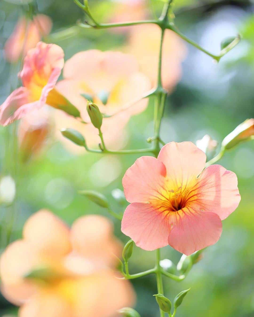 kiccyomuさんのインスタグラム写真 - (kiccyomuInstagram)「☁️ 2023.07.04 Tue #向島百花園 で咲いてる #ノウゼンカズラ  色が綺麗な花ですネ📸  今の時期… 咲いている花は少なめかな？  location #東京 ❣️ 📷撮影 2023年7月3日」7月4日 18時28分 - kiccyomu