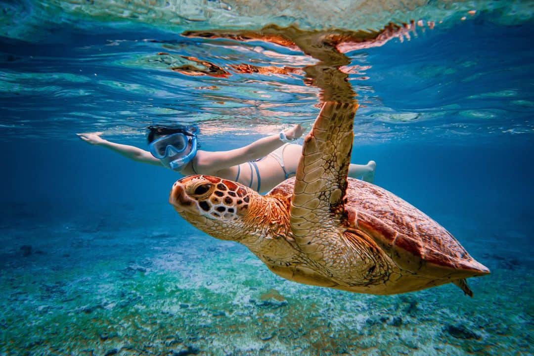 日比ゆりのインスタグラム：「✩⃛  今年も会えた🐢🤍  .」