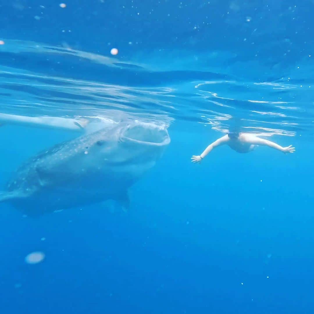 のインスタグラム：「今回はフィリピンセブ島に行ってきました🇵🇭 語学留学や、日本から近いリゾート地で有名ですが、人生初のセブ島です🏝️  セブ島では、ホテルでゆったりと滞在しながらも、ジンベイザメと一緒に泳いだり、地元のお店で、買い物をしたりと非常に充実した時間を過ごすこことができました！  この夏、みなさんも、ジンベイザメと泳ぎにセブ島へ行ってみませんか！？  #おのだ #セブ島 #ジンベイザメ」