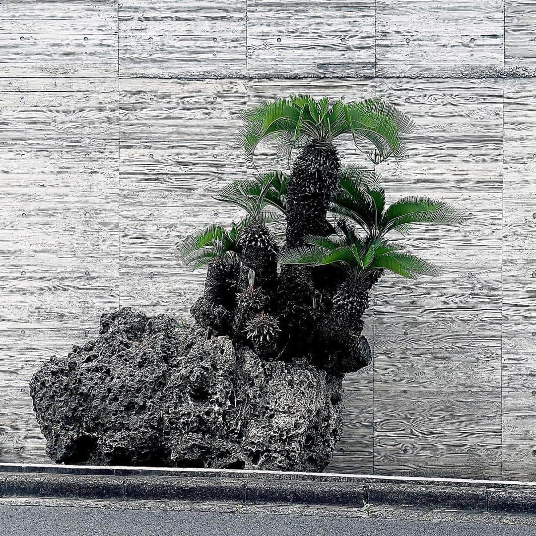 片山正通さんのインスタグラム写真 - (片山正通Instagram)「・ ・ WONDERWALLのシンボルツリー  西畠清順プロデュース “ 石抱き蘇鉄 ” の長い冬が終わり、ぐんぐん葉が出て来ました*\(^o^)/*〜 可愛すぎです。 @ WONDERWALL／千駄ヶ谷  Symbol tree of WONDERWALL  "stone-hugging Cycad" produced by Seijun Nishihata. After a long winter, the leaves have come out rapidly. It is so cute *\(^o^)/* @ WONDERWALL / Sendagaya」7月4日 18時52分 - masamichi_katayama