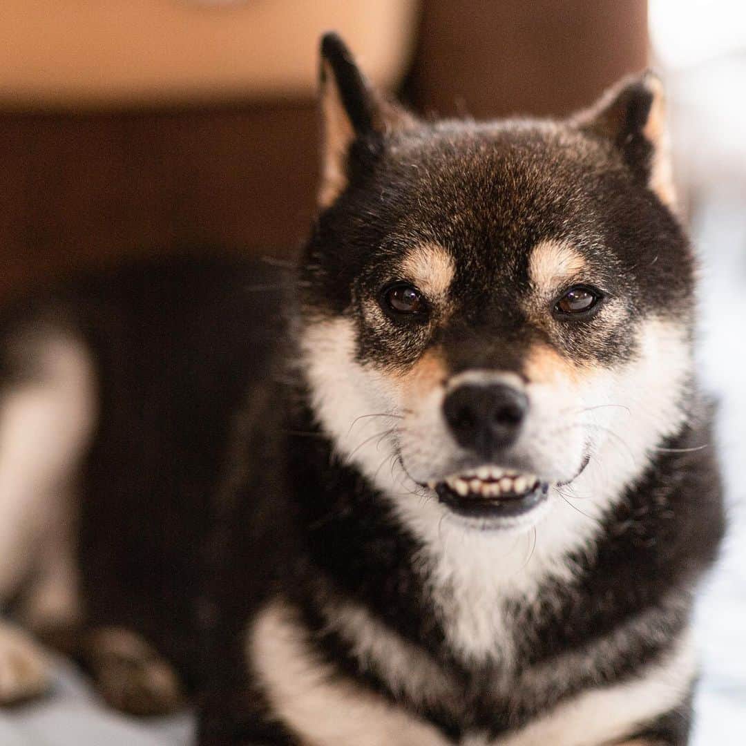 BlackRed shibasのインスタグラム：「Cute boy. Yamato!  今日は大きなワンコに 吠えたったのは僕です。  久しぶりにカメラを出して 撮った〜  #2023yamato #柴犬 #shiba #shibainu #dog #rescuedog #rupinasu卒業犬 #rupinasu  #黒柴犬 #cute #元保護犬 #rescuedogs #japan #japandog #元保護犬今は過保護 #lovely #cute #cutestdog #awesomeanimals #mrdog #dogofthaday #nikon #nikond5」