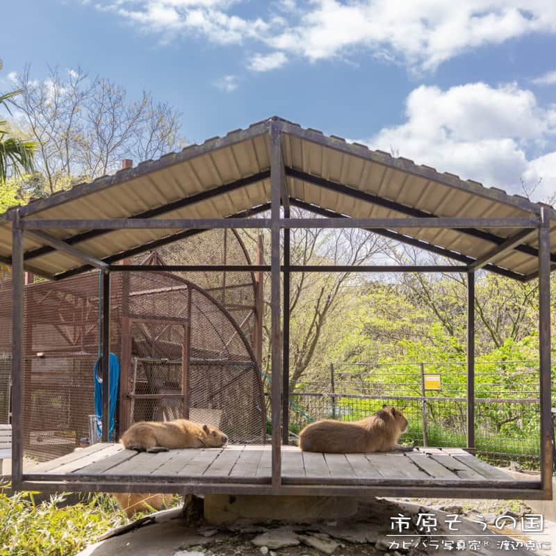 渡辺克仁さんのインスタグラム写真 - (渡辺克仁Instagram)「南国リゾート風。  出来たら一緒にごろ寝したい。  #カピバラ #水豚 #capybara #市原ぞうの国」7月4日 19時00分 - katsuhito.watanabe
