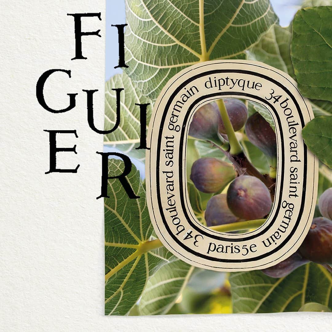 ディプティックのインスタグラム：「At the height of summer… …the scent of fig trees sweeps over the shores of the Mediterranean, their woody notes blending with the fragrance of sun-drenched figs. Note for note, Diptyque's Fig Tree candle evokes these landscapes and impressions. At once intense and unforgettable.   #Diptyque #Figuier #Figtree #Candle」