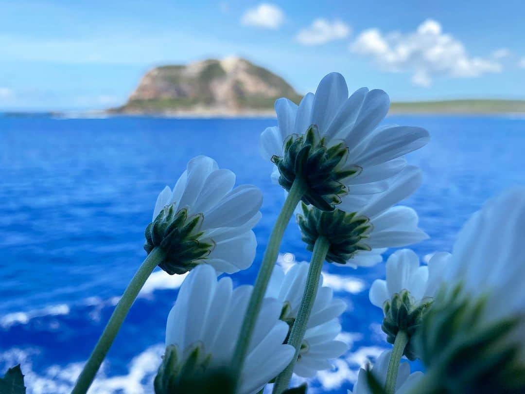 小林希さんのインスタグラム写真 - (小林希Instagram)「今回、小笠原海運が四年ぶりに 硫黄島クルーズを開催したことにあわせて小笠原諸島へ行ってきました。  24時間かけて父島へ行き、到着日の夜に父島を出港して火山列島へ。 翌日の朝5時頃にデッキにでたら、 すでに父島から約300キロ南下した 南硫黄島が見えてきました。 かつて人が定住したことのない、 原始の自然が残る島。 海鳥の聖地と言われています。  その後、北上して硫黄島へ。 先の大戦で惨劇が繰り広げられ、 多くの日本兵、米兵が命を落としました。 日本兵は玉砕した方々も多く、「玉砕の島」とも言われています。 （皆さんご存知のことだと思いますが）  まだまだ遺骨収容は続いていて、 故郷に帰ることのできない方々もいるのだと思うと、慄然とした思いに襲われました。  船上から乗船者一同で、献花と黙祷をさせていただきました。  そうそう、 摺鉢山から自衛隊の方々が、 このクルーズにあわせて旗を振ってくださっていました。  硫黄島の後は、さらに北上して北硫黄島へ。 北硫黄島はかつて人が暮らしていました。 本土から果てしなく遠いけれど、 東京の島なんです。  胸がいっぱいになったクルーズ、 来年も参加したいです🚢  #小笠原諸島 #小笠原海運 #硫黄島 #硫黄島クルーズ #船旅 #おがさわら丸」7月4日 19時32分 - nozokoneko