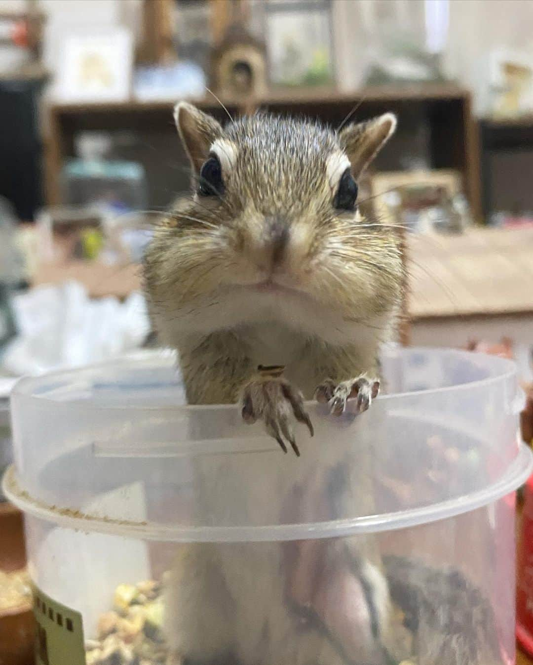 peace_0322さんのインスタグラム写真 - (peace_0322Instagram)「#リス#シマリス#インコ#マメルリハインコ#ふわもこ部 今日も食べ放題😆 めちゃくちゃ良いお顔してるね😆 モグモグしてたら瑠璃ちゃんも見に来たね👀」7月4日 19時34分 - peace_0322