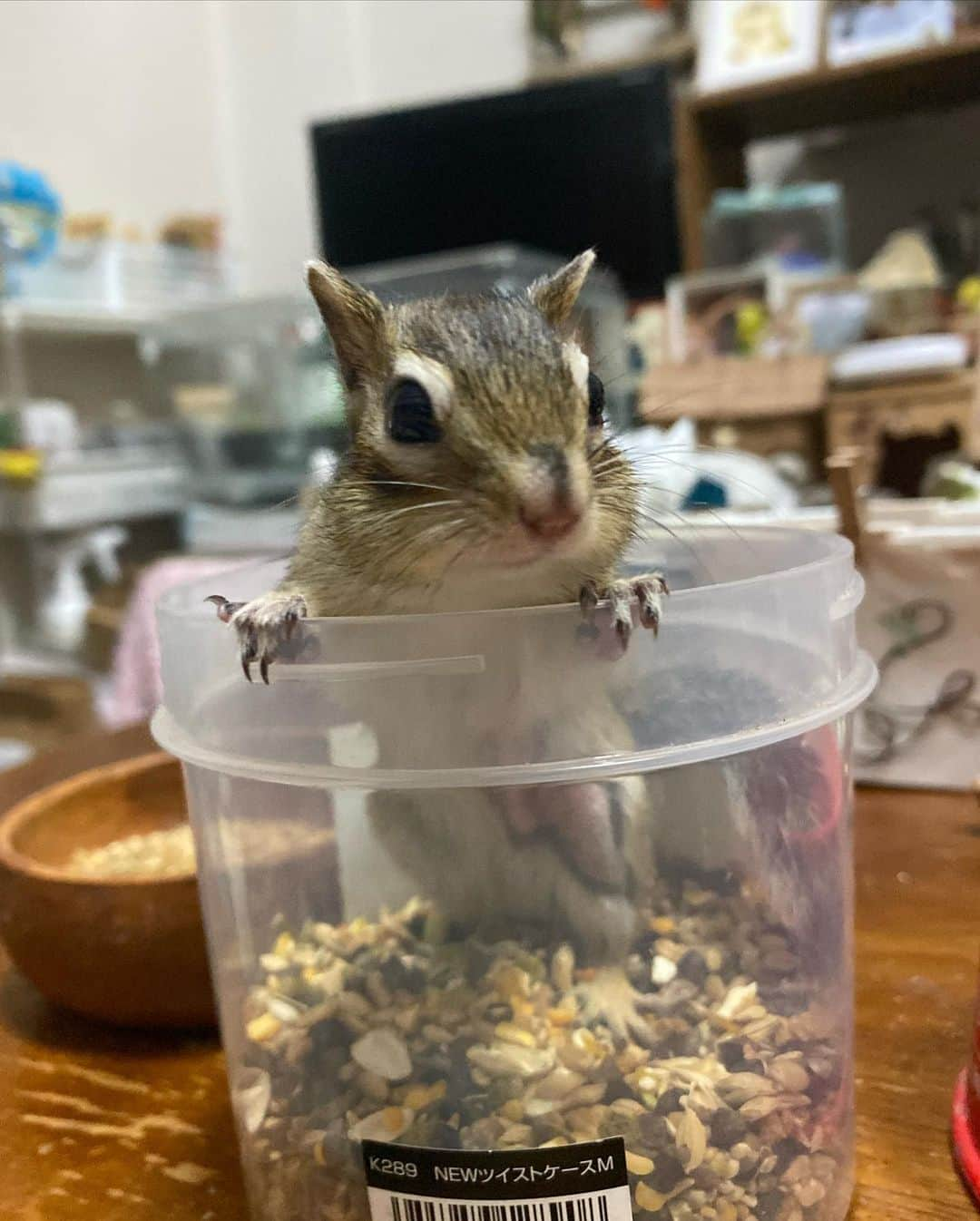 peace_0322さんのインスタグラム写真 - (peace_0322Instagram)「#リス#シマリス#インコ#マメルリハインコ#ふわもこ部 今日も食べ放題😆 めちゃくちゃ良いお顔してるね😆 モグモグしてたら瑠璃ちゃんも見に来たね👀」7月4日 19時34分 - peace_0322