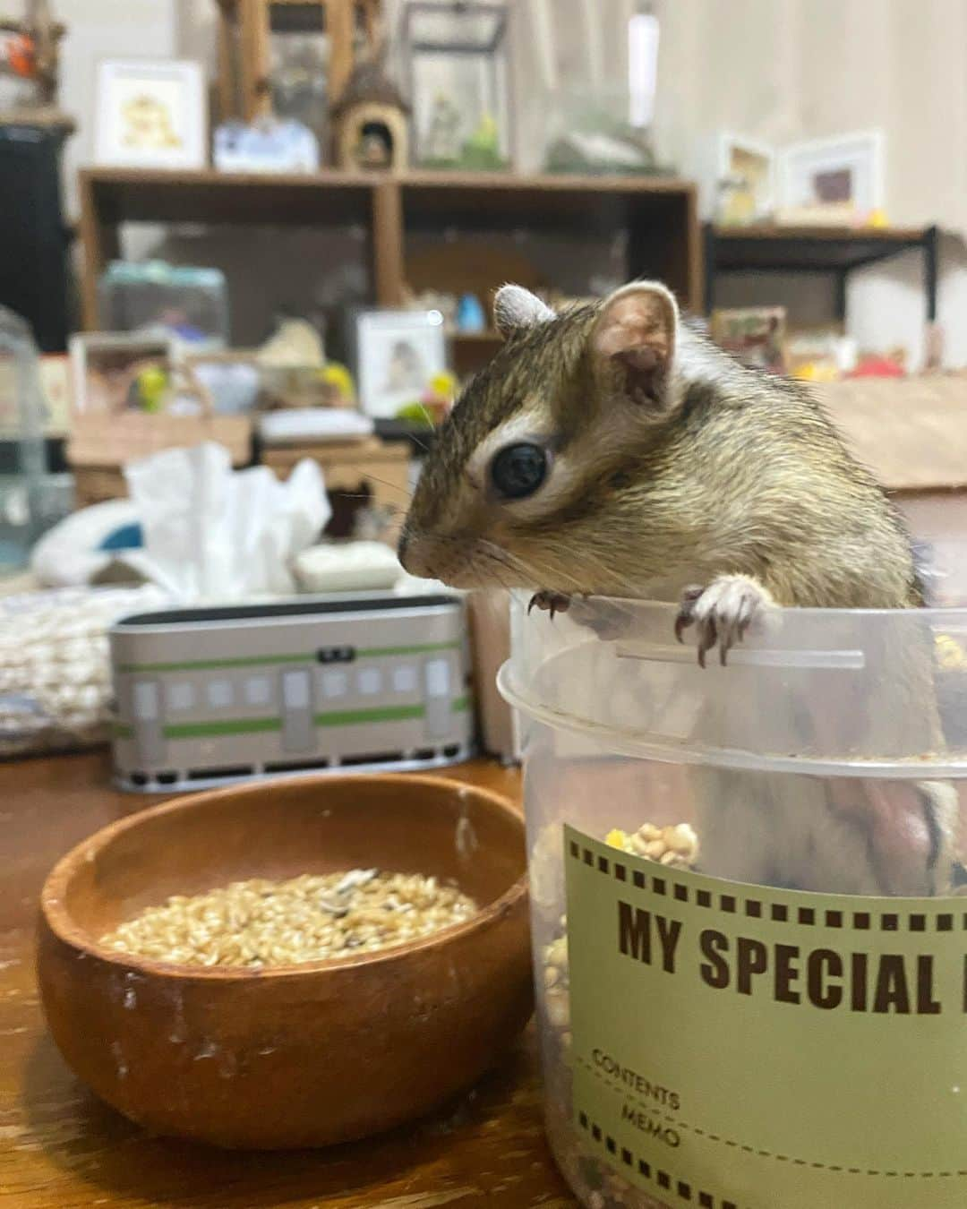 peace_0322さんのインスタグラム写真 - (peace_0322Instagram)「#リス#シマリス#インコ#マメルリハインコ#ふわもこ部 今日も食べ放題😆 めちゃくちゃ良いお顔してるね😆 モグモグしてたら瑠璃ちゃんも見に来たね👀」7月4日 19時34分 - peace_0322