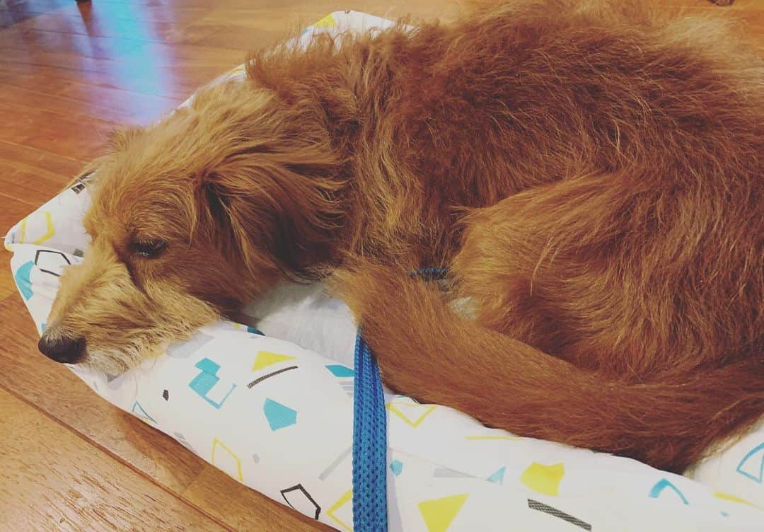 河口恭吾さんのインスタグラム写真 - (河口恭吾Instagram)「試しに犬のベッド買ってみました。それなりに気に入っているようです。  冷たい床とどちらが好きなんだろうか？  #保護犬　#保護犬トライアル　#保護犬モギー」7月4日 19時36分 - kawaguchikyogo