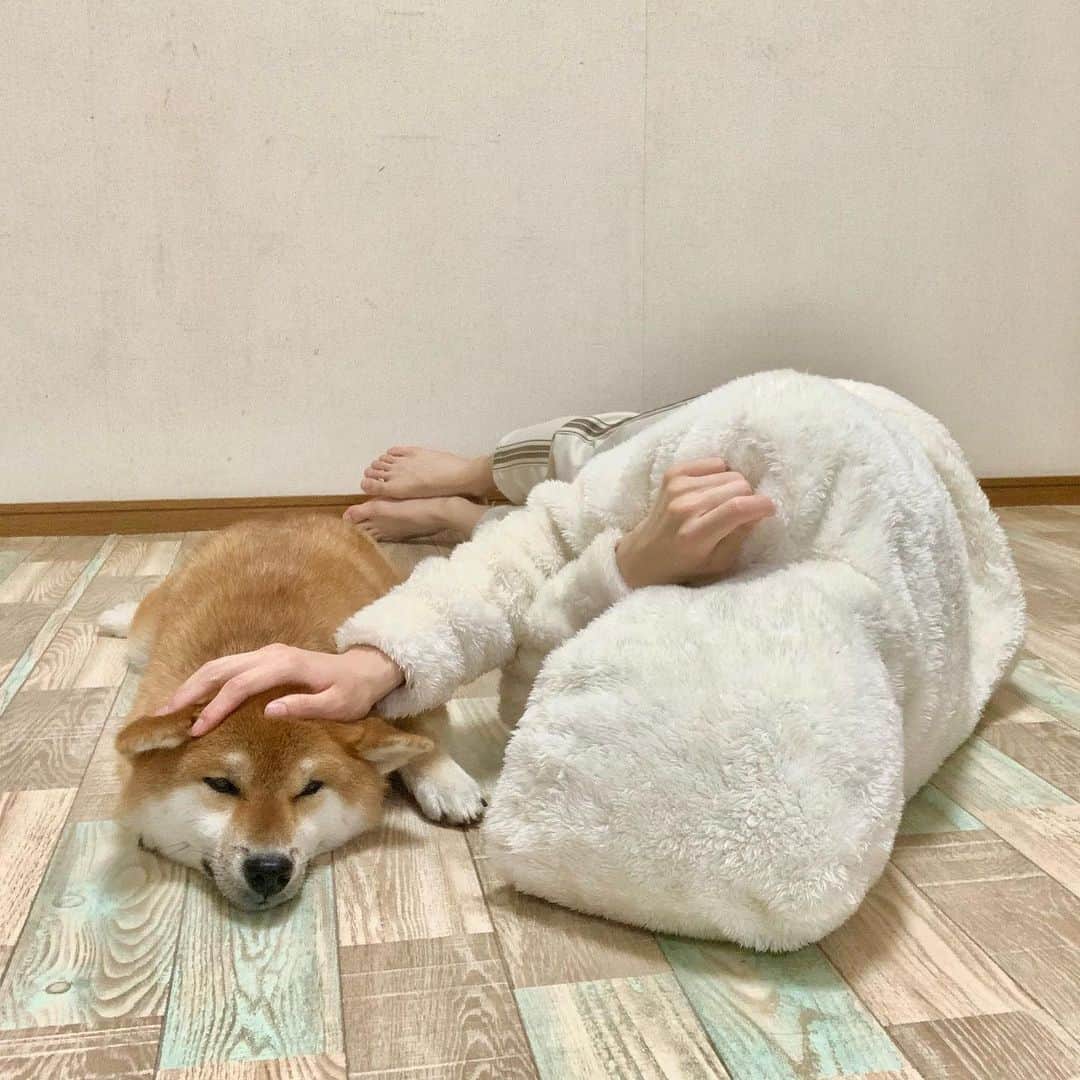 和風総分家のインスタグラム：「3ヶ月ぶりの投稿⏰  元気にしてましたか？？？ 和風総分家は今年に入って 幸せな忙しさを味わってます‪(∩´｡•ω•)⊃  銀の盾貰ったことを思い出して ふと撮ってみました✋  #和風総分家  #柴犬のいる暮らし  #犬のいる暮らし」