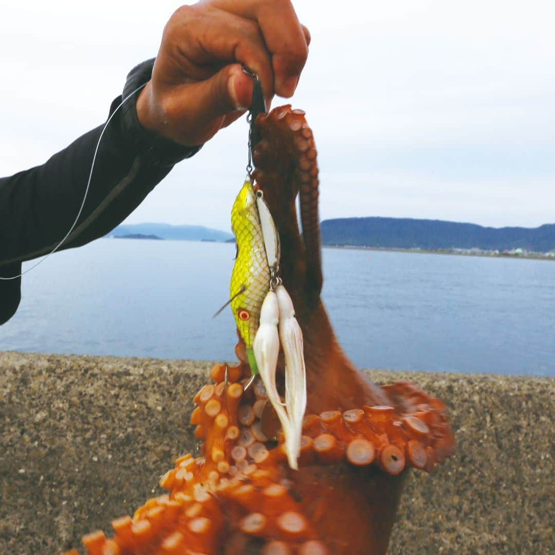 レジャーフィッシングさんのインスタグラム写真 - (レジャーフィッシングInstagram)「ほかの釣りでは味わえない独特の趣が マダコゲームにはある！  谷口大輔さんがマダコ狙いで 香川県高松市へ釣行! 納竿30分前、夕マズメにドカンとヒット！  ヒットルアーはタコベイトチューンを施した 林釣漁具製作所『ハヤシのタコさん』３号でした。  ◆詳しい釣行模様はレジャーフィッシング８月号に掲載! 本誌の詳細、その他の記事は、 ハイライト「最新号」から記事をチェック！ https://www.e-leisure.jp/book/  ◆ご購入はこちら！ オンラインショップ【レジャーフィッシング SHOP】 https://eleisure.theshop.jp/items/75670716  ◆岡山、広島、香川、愛媛、徳島、高知、 兵庫の一部、山口、福岡の主要な釣具店及び書店やで販売。 Amazonでも販売! https://amzn.asia/d/gXvltN7  #谷口大輔 #林釣漁具製作所 #餌木猿  #マダコ #タコ #マダコゲーム #ハヤシのタコさん #タコエギ #ルアー #香川 #高松市 #瀬戸内海 #四国 #レジャーフィッシング #釣り #海釣り」7月4日 20時00分 - leisurefishing