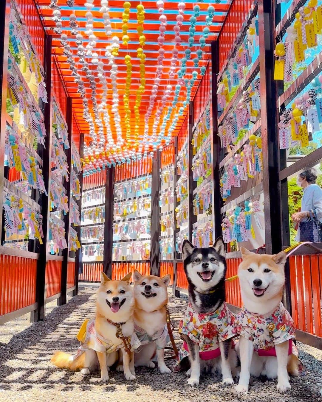 豆柴にこちゃんのインスタグラム：「🐶 #田無神社 で出会った、 あやめちゃん&かえでちゃんと 一緒に記念撮影📸  浴衣ジョシーバ4匹、 みんな胸毛がボンッ‼️てなってて かわいすぎるよね〜😙  でもねぇ、他のワンコ連れで トンネルの中に椅子を置いて ワンコを乗せて、同じ構図で 何分も撮ってる人がいまして💦  狭くて短いトンネルだから写り込まないように 他の人が気を使ってトンネルに入れず、 軽く行列ができて、占有状態。  親子三世代とお子様連れで来てたご家族 も並んで待ってたけど、 この後予定あるからもう行こうって残念そうな顔してて。 （その声も撮影者には聞こえてたはずなのにガン無視、、）  それでもなんとか待って、 ようやく空いて、並び順的に我が家が 先に並んでたけどさすがにかわいそうだし うちは急いでなかったからお先どうぞってしたよ （↑いい人アピールすな！😝）  犬OKな神社って少ないし こういう人がいると犬が出禁になっちゃうから 気をつけようね〜 （うちも撮影に夢中になるとやってる 可能性あるから気をつけます）  #柴犬#豆柴#mameshiba #shibastagram#japanphoto#shibainu#犬#shibainumania#犬のいる暮らし#shiba_snap#shibainupuppy#多頭飼い#dog#いぬすたぐらむ#puppy#dogstagram#instadog #doglover#pecoいぬ部#pecotv#いぬのきもち部#狗#子犬#barked#9gag#9gagpets#시바견」