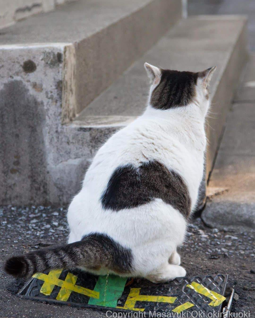 Masayukiさんのインスタグラム写真 - (MasayukiInstagram)「必死すぎるネコ第二弾。 今回も 猫びより編集部 ゆ。さん＆アートディレクター山下リサさんと試行錯誤しながら作り上げました。 楽しんでいただけてるといいな。  必死すぎるネコ 前後不覚 篇（辰巳出版） ￥1,320 96ページ  #cat #ねこ #必死すぎるネコ」7月4日 20時19分 - okirakuoki