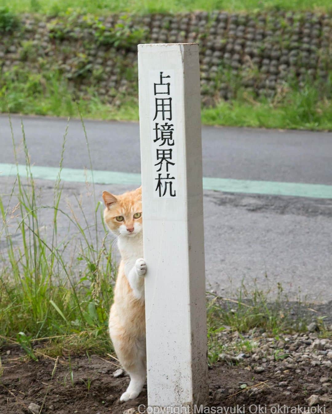 Masayukiさんのインスタグラム写真 - (MasayukiInstagram)「必死すぎるネコ第二弾。 今回も 猫びより編集部 ゆ。さん＆アートディレクター山下リサさんと試行錯誤しながら作り上げました。 楽しんでいただけてるといいな。  必死すぎるネコ 前後不覚 篇（辰巳出版） ￥1,320 96ページ  #cat #ねこ #必死すぎるネコ」7月4日 20時19分 - okirakuoki