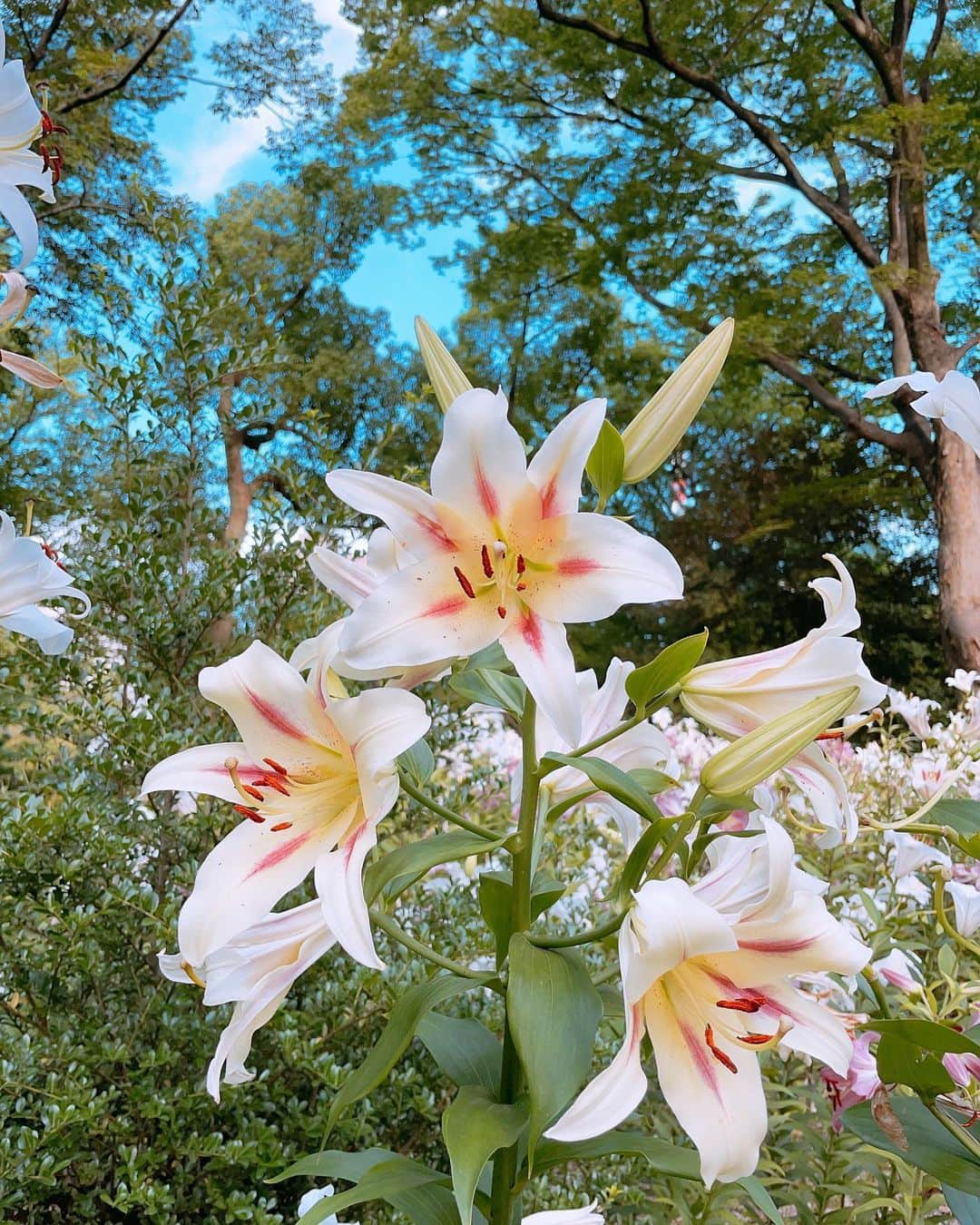 板橋よしえのインスタグラム：「. 日比谷公園のゆり 甘い香りがいっぱい！」