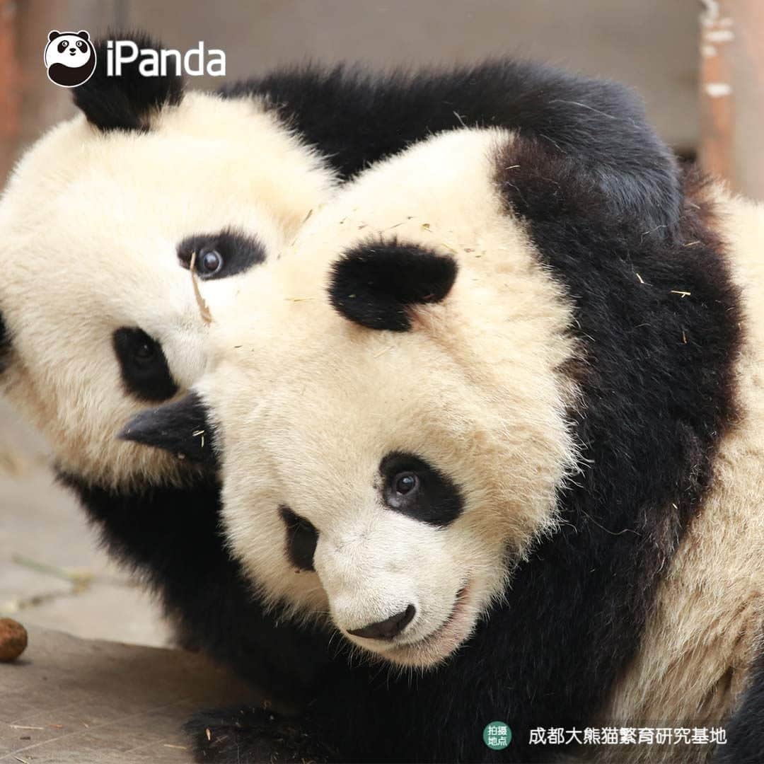 iPandaさんのインスタグラム写真 - (iPandaInstagram)「Our beloved panda Meng Lan turns 8 today! Happy birthday, cutie. Hope all your birthday wishes come true.  🐼 🐼 🐼 #Panda #iPanda #Cute #PandPic #ChengduPandaBase  For more panda information, please check out: http://en.ipanda.com」7月4日 20時30分 - ipandachannel