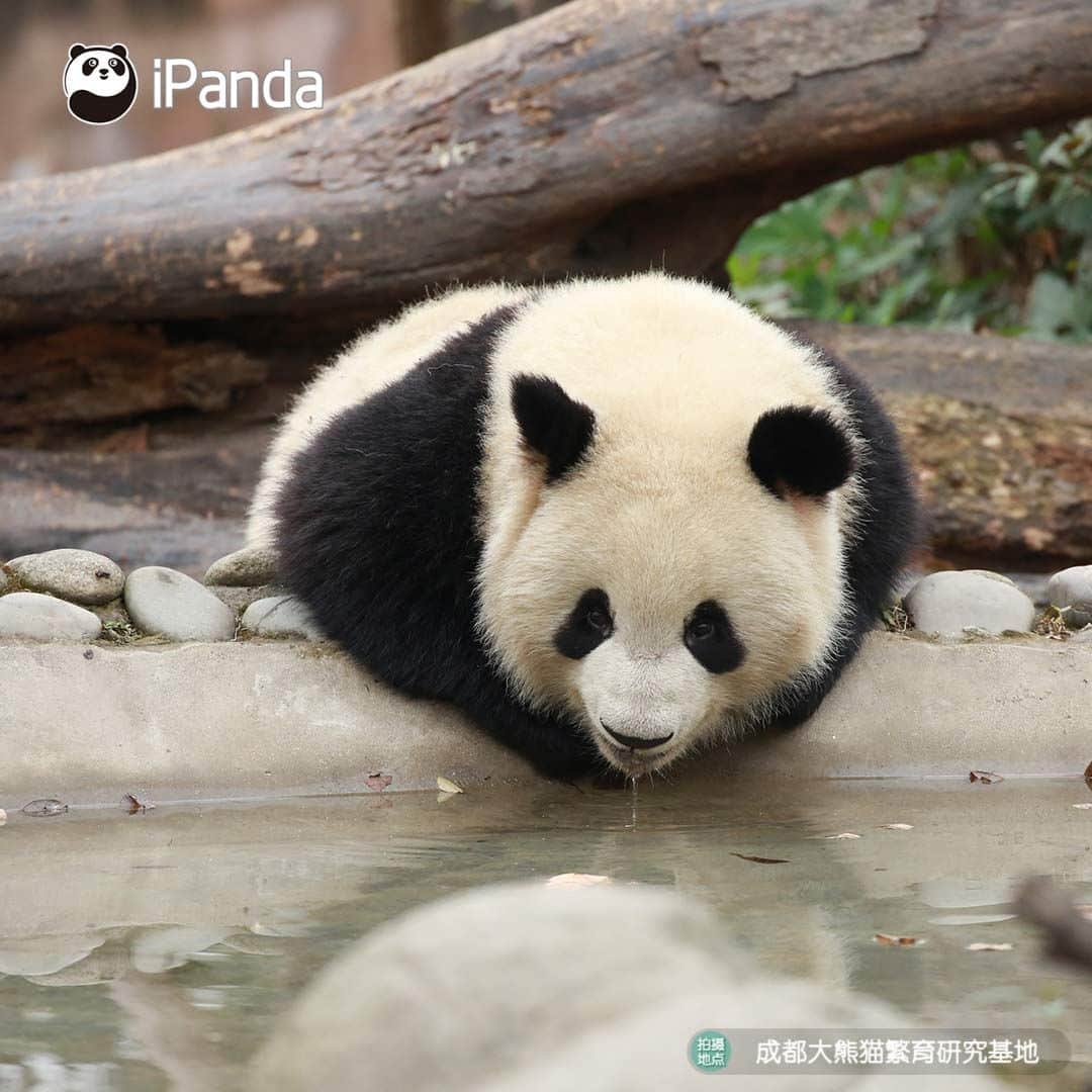 iPandaさんのインスタグラム写真 - (iPandaInstagram)「Our beloved panda Meng Lan turns 8 today! Happy birthday, cutie. Hope all your birthday wishes come true.  🐼 🐼 🐼 #Panda #iPanda #Cute #PandPic #ChengduPandaBase  For more panda information, please check out: http://en.ipanda.com」7月4日 20時30分 - ipandachannel