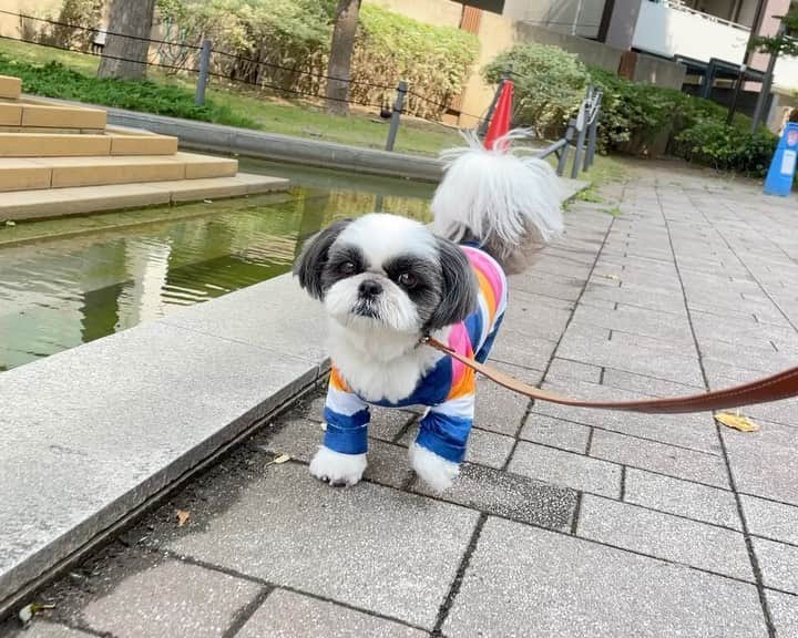 いくらのインスタグラム：「💈 床屋で散髪してスッキリさわやかいい男🤩👍 ・ 今年の夏はたくさんのガングロギャルをナンパするぞぃ🤤💕 ・ #散髪 #shizthu #シーズー #dogsofinstagram #dog #shihtzu #犬 #shizthulovers #cute #シーズー犬 #犬のいる暮らし #いぬのきもち #dogstagram #シーズー大好き #いぬすたぐらむ #シーズー大好き部 #わんすたぐらむ #愛犬 #ふわもこ部 #shihtzugram #いぬバカ部 #cutedogs #shihtzulovers」