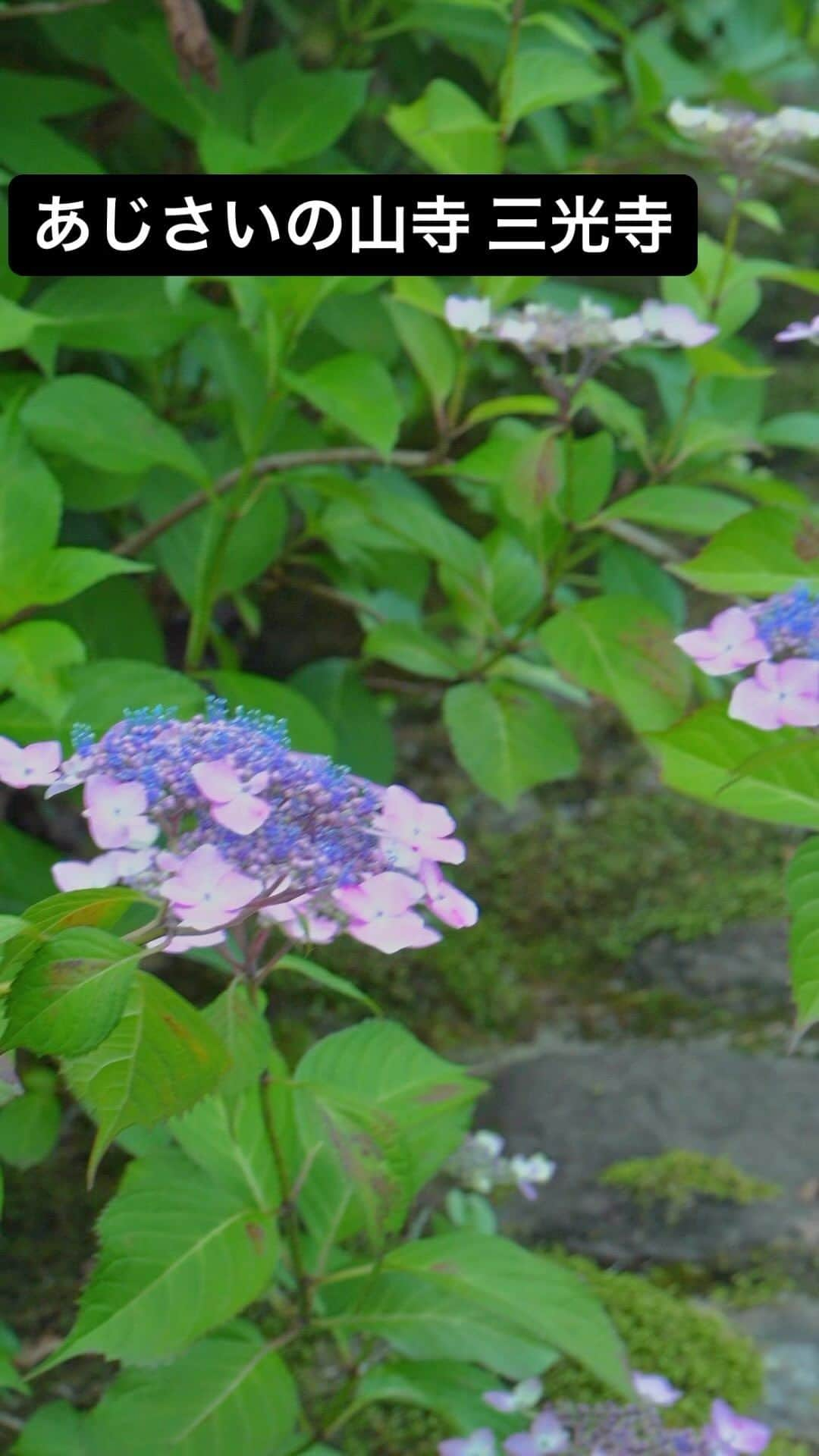 永田薫のインスタグラム：「山県市にある「あじさいの山寺 三光寺」 シーズンには境内に百数種類の紫陽花が咲いて色々な色の紫陽花があり色鮮やかでした！ 境内にある池もとても美しかった。 弁天池通称「マネの池」と呼ばれていて、その周りにも紫陽花が咲いているので紫陽花と鯉がとても美しかった！  あじさいのシーズンには行ってほしい！  #あじさいの山寺」