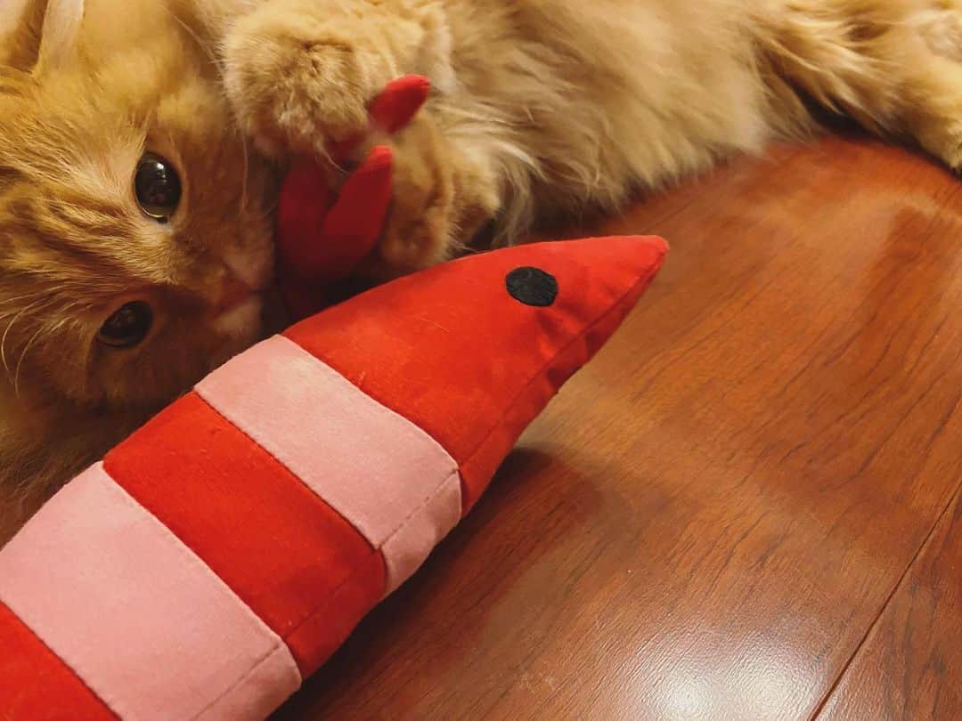 のインスタグラム：「エビへの愛が止まらない🦐  誰にも渡さないにゃ  #ねこ #猫 #可愛い #愛しい #癒し #もふもふ #スコティッシュフォールド #cat #catstagram」