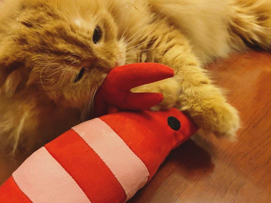 井上富美子さんのインスタグラム写真 - (井上富美子Instagram)「エビへの愛が止まらない🦐  誰にも渡さないにゃ  #ねこ #猫 #可愛い #愛しい #癒し #もふもふ #スコティッシュフォールド #cat #catstagram」7月4日 20時51分 - fumi_ino1222