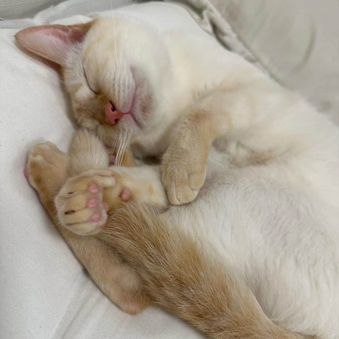 MAOIWATAのインスタグラム：「癒し猫🐈 本当ストーカーすぎなのと、 甘噛みもはんぱないけどかわいくて 仕方ない女の子👧♡  #保護猫 #catstagram #catlovers」
