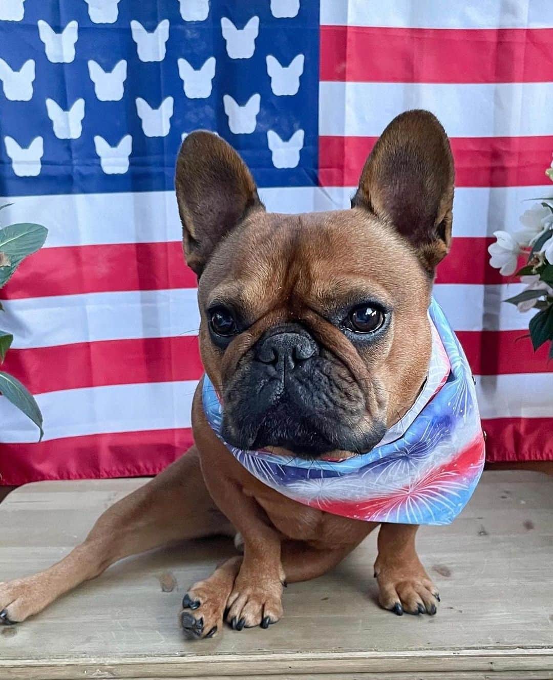 HomeGoodsさんのインスタグラム写真 - (HomeGoodsInstagram)「Hope everyone has a paw-some 4th of July! ❤️🤍💙   (📸: @mini.maybelle, @dunkinthefrenchie, @__piperthepup)」7月4日 21時16分 - homegoods