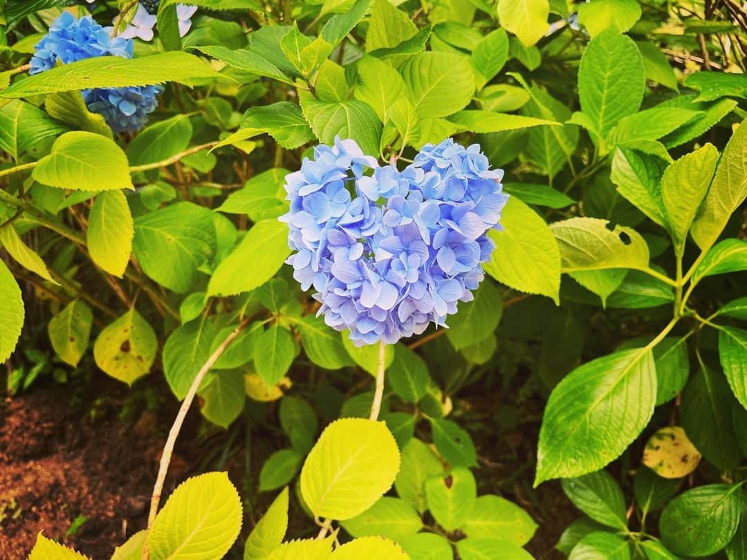 春日望さんのインスタグラム写真 - (春日望Instagram)「引っ越し落ち着かないのに呑気に寄り道して紫陽花見に行ってしまいました。 作業部屋だけが一生片付きませんしくしく」7月4日 21時14分 - nozomi_ka