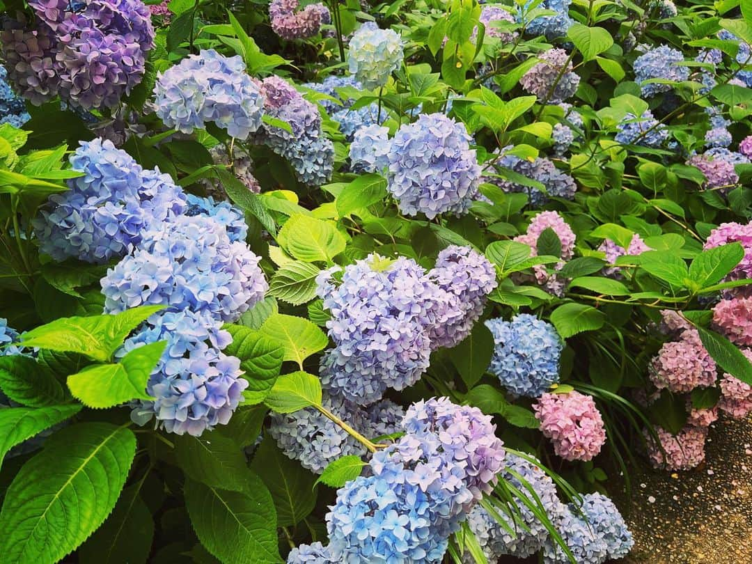 春日望のインスタグラム：「引っ越し落ち着かないのに呑気に寄り道して紫陽花見に行ってしまいました。 作業部屋だけが一生片付きませんしくしく」