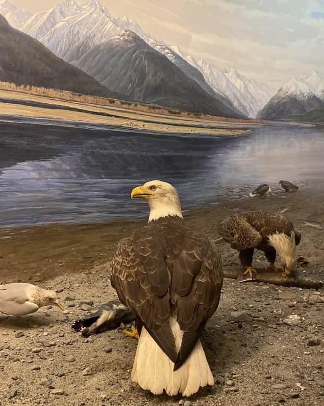 アメリカ自然史博物館のインスタグラム：「Kick off your Fourth of July with the national bird, the Bald Eagle (Haliaeetus leucocephalus)! The Museum’s Bald Eagle Diorama depicts a scene set near Alaska’s Chilkat River. Around November, when the chum salmon spawn and then die, Bald Eagles old and young congregate in numbers to feed upon salmon carcasses. This majestic bird of prey has a wide range throughout North America, soaring high in the sky with a wingspan of up to 8.5 ft (2.6 m)!   You can spot this raptor in the Hall of North American Birds. The Museum is open today from 10 am–5:30 pm!  Photo: E. Louis / © AMNH #AMNH #nyc #uws #museum #nycmuseum #diorama #naturalhistory」
