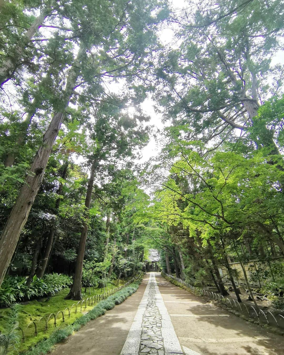 杉山由紀子のインスタグラム：「📍寿福寺(鎌倉)  イチリンハナレからすぐのところにあったので帰りにふらっと寄ってみました✨✨ 不思議な光が✨  ほんと不思議な雰囲気のあるところでした!!!!  #鎌倉 #寿福寺 #鎌倉 #江ノ島 #由比ヶ浜 #小町通り #紫陽花 #湘南 #kamakura #海 #江ノ電 #七里ヶ浜 #食べ歩き #北鎌倉 #旅行 #ドライブ #鎌倉旅行 #鎌倉さんぽ #鎌倉散策 #鎌倉散歩 #夏 #竹林」