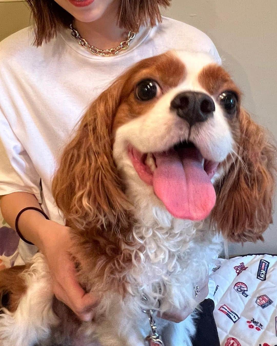 千田麻実さんのインスタグラム写真 - (千田麻実Instagram)「⠀ レオちゃんと戯れ日🐶 顔べちょべちょに舐められました👅 ランチ中はおりこうさんでした🍙  夜はサウナ行って整い◎  #キャバリア  #顎のせれお」7月4日 22時21分 - mami__senda