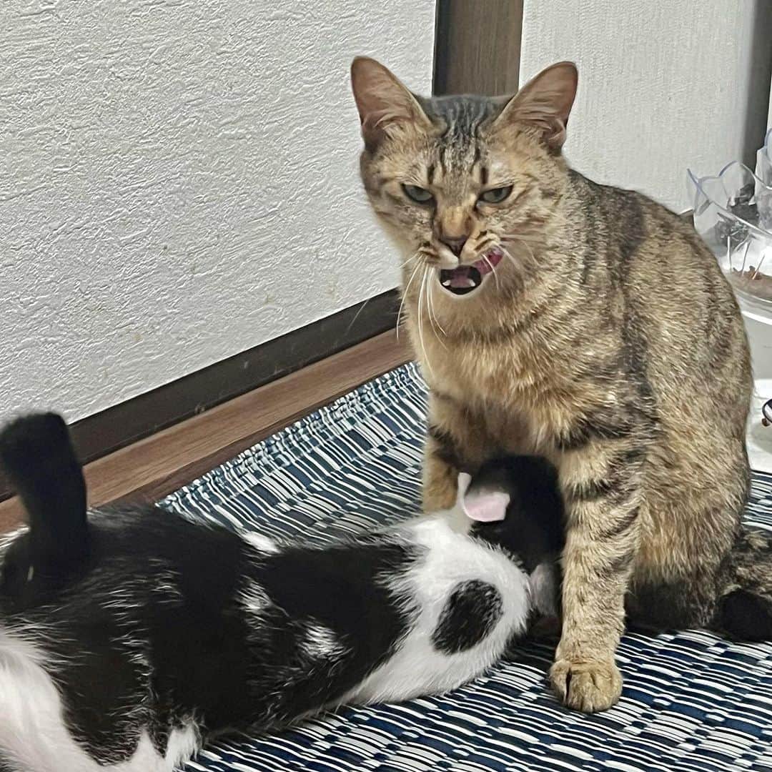 のインスタグラム：「かわいい家族が増えましたよろしくお願いします。  #cat #猫 #くるりとぺっちゃん　@fukuzawa_cat」