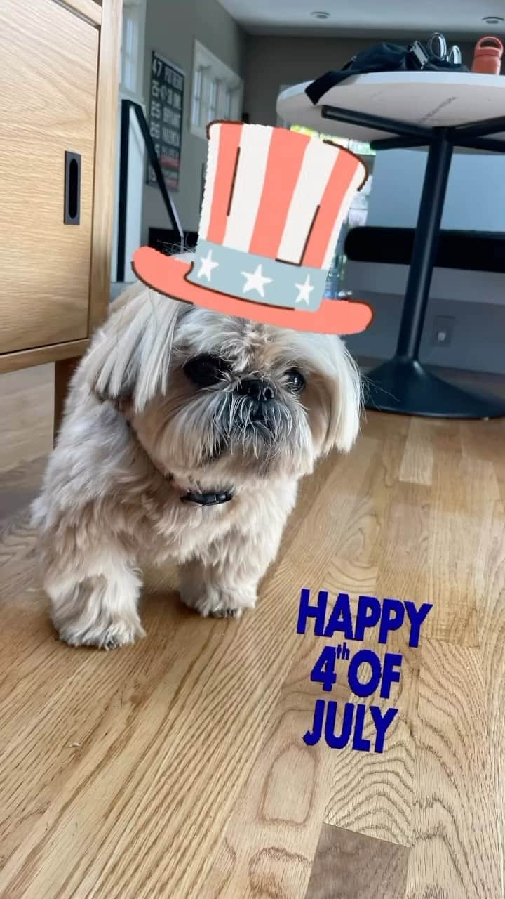 Dougie the Shih Tzuのインスタグラム：「Happy Fourth!」