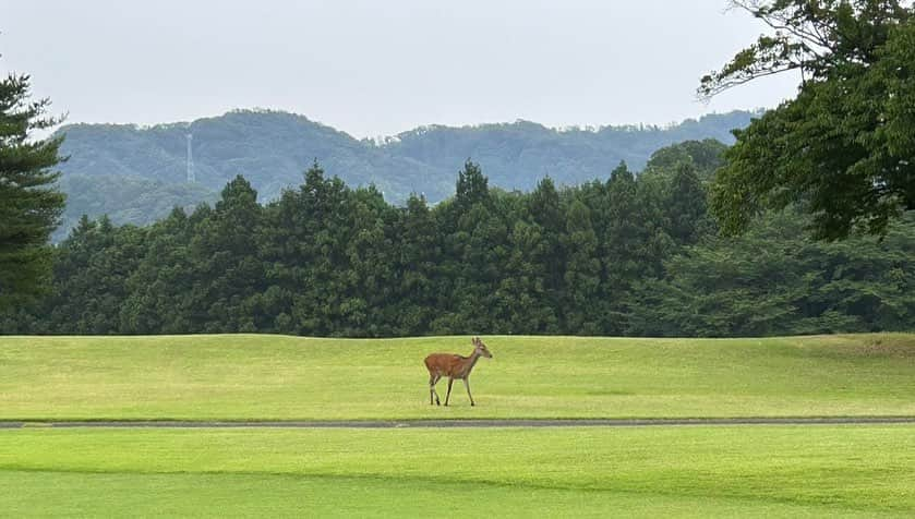 こいずみさきさんのインスタグラム写真 - (こいずみさきInstagram)「久々のホーム大厚木⛳️ この日フックしてたから曲がると思いきやバンカーイン🤣 この後ぎっくり首なりました。笑 最高っすね！ #ゴルフ #golf #大厚木カントリークラブ #ゴルフスイング #fyp」7月4日 23時00分 - kizm_sk