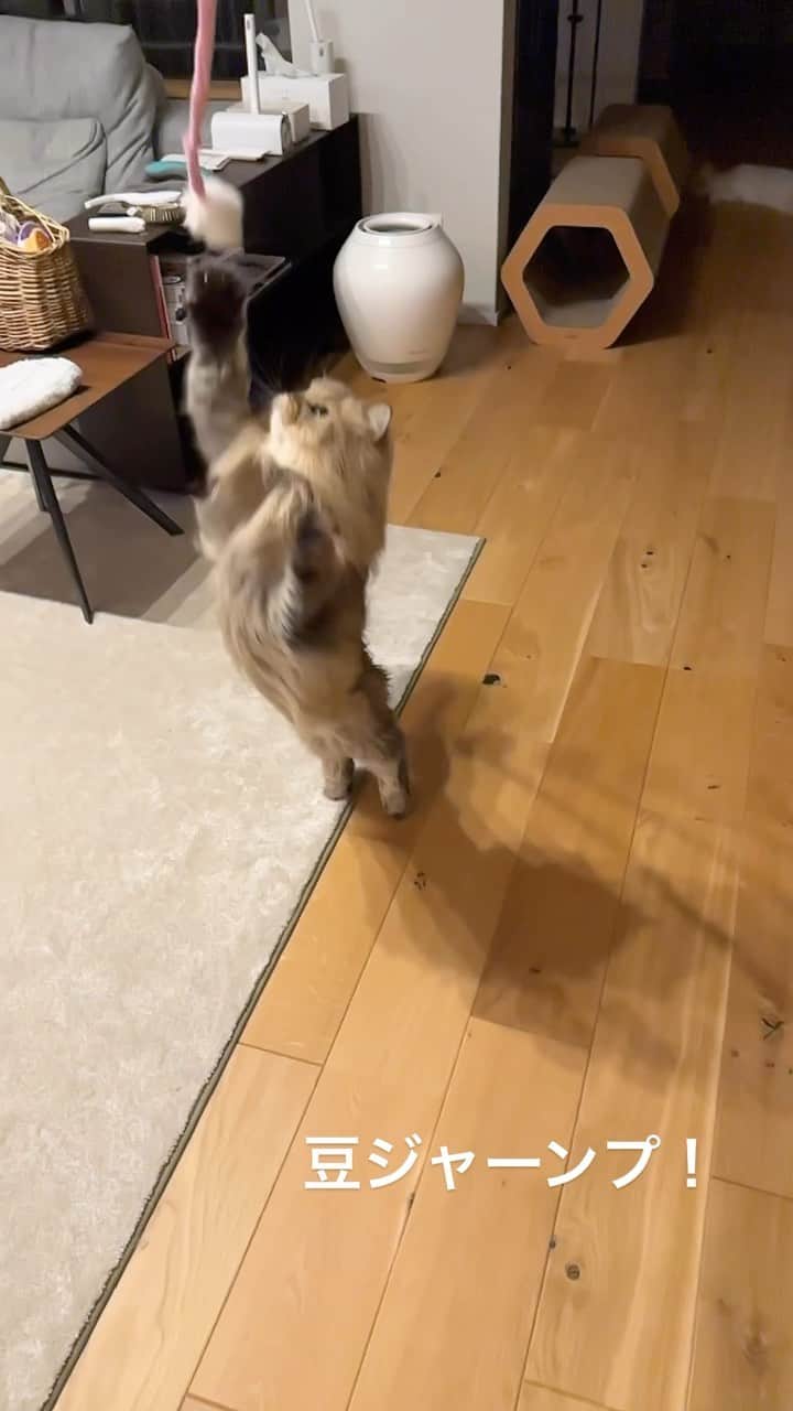 のインスタグラム：「JAMP！ 久しぶりの豆ジャーーンプ！  cat#cats#catstagram#catstagram_japan#instacat#cutecat#cutepetclub#bestcats#world_kawaii_cat#catoftheday#meow#bestmeow#TheDailyKitten#ねこ#ネコ#猫#ねこ部#ふわもこ部#pecoねこ部#みんねこ#チンチラ#チンチラゴールデン#チンチラシルバー#ペルシャ#みぃ豆」