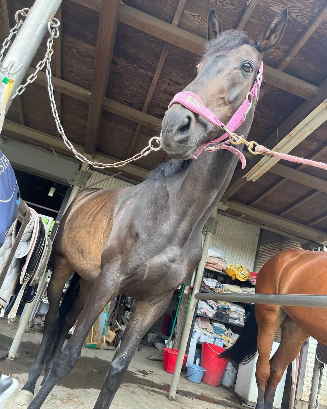 芳野友美さんのインスタグラム写真 - (芳野友美Instagram)「乗馬レッスン🐴 　 今日は美少女サームちゃんと初コンビを組みました☆ 　 この子も#元競走馬 で#ヴィクトワールピサ の子だよ！！ 　 小柄で細身の美人さんです！ 乗った瞬間、見降ろした先の首元見て「細っ！」って口に出ました（笑） 　 身軽だからは関係ないと思うけど、さくさく前に進んでくれて逆にブレーキに苦労しました（汗） ちくわとは逆です。 　 共通してるのは、どっちも素直でいい子❤️ 　 ちくわくんも元気でした☆ （5枚目画像） なんか#パッツン前髪 が厚みを増した気がする🤣」7月4日 23時10分 - yumi_yoshino_1980