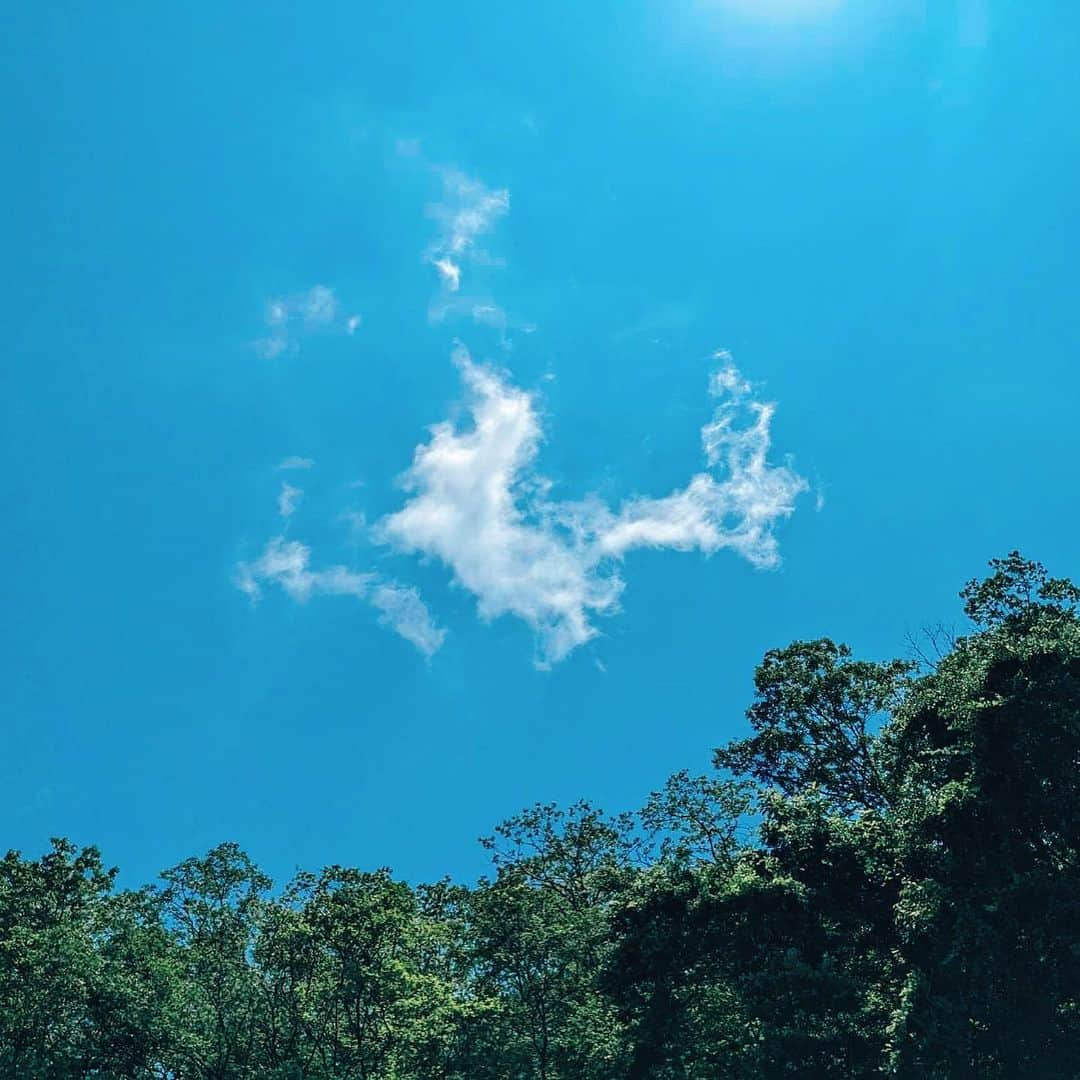 菅波美玲さんのインスタグラム写真 - (菅波美玲Instagram)「2023.7.1  ミントがお空に旅立ってしまいました。 ノイミー会の朝お母さんから連絡がきて電話越しだったけれど、最期の姿を見ることも、伝えたいことも伝えれました。安らかに眠っている姿は本当に寝ているんじゃないかなって思うほどでした。14年間本当に本当にありがとう。笑った顔も少し不機嫌な顔も寝ている顔もお菓子を見た時の顔も全部全部大好きだよ。愛おしかったよ。菅波家に来てくれて本当にありがとう。ファンの皆さんもミントを愛してくださりありがとうございます。  この間手術をして、３日間元気に過ごしていたそうです。お菓子も食べたし、お家の中に勝手に侵入してたり、ミントらしいなって。  火葬の時お父さんがマシュマロフロートをミントに聴かせていたと聞きました。  ミントに届いていたらいいな、聴いてくれたかな、届いてますように  お仕事を調節してくださりお家に帰ることができました。ミントのことをギュッと抱きしめました。そこにはミントがいて14年間の気持ちをミントに伝えました。大好きの気持ちもたくさんたくさん伝えました。永遠に家族だよ。  これからお家に帰ったらミントがいないことがすごく寂しいです。まだ現実を受け止められないし、いるんじゃないかなって。覗き込んでくるんじゃないかなって、わんって聴こえるんじゃないかなって。  ミント〜私が小学生の頃から今までずっとありがとう。お空から見守っててね🐾  でも本当に本当に寂しい。 ぽっかりと穴が空いてしまったような感覚で。どれだけ泣いても涙は枯れなくて。  ミント生まれてきてくれてありがとう。ずっと大好きだよ  H21.01.17〜R5.07.01 14才5ヶ月14日  お菓子を待ってるミント可愛いの、、めちゃくちゃお利口さんで可愛くておめめくりくりで😭😭ミントはこれからも私の心の中にいるよ😭」7月4日 23時10分 - suganami_mirei_