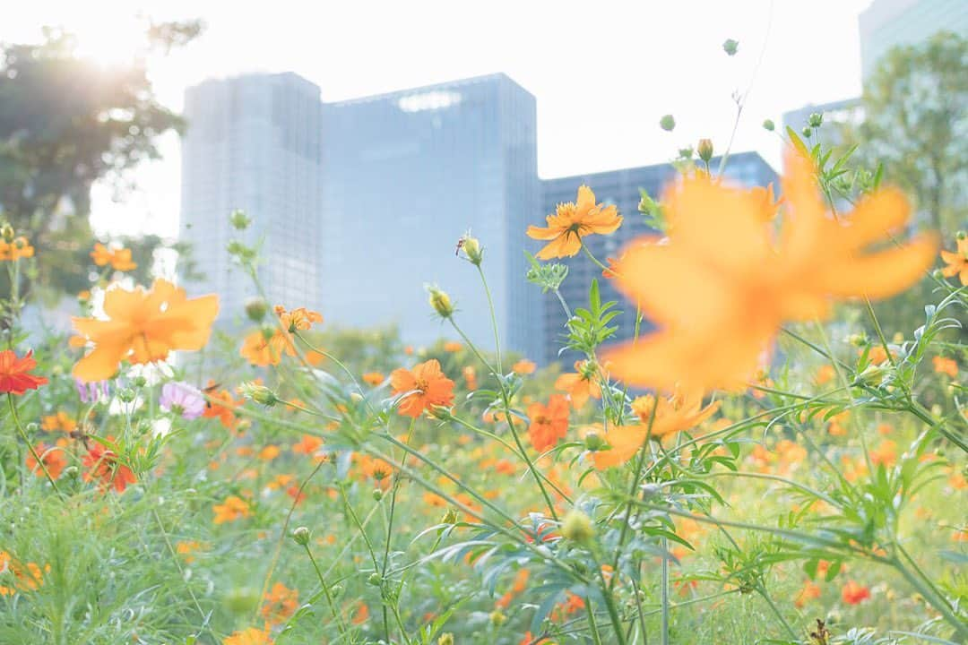 荒井沙織さんのインスタグラム写真 - (荒井沙織Instagram)「.  . 『playground』 . おかえり、待っていたよ。 何して遊ぶ？ . . . #荒井沙織 #LyricalPhoto  #saory #japan #art #creative #artphotography #artphoto  #snap #nikon #nikon1j5  #flower #fleur」7月4日 23時10分 - araisaori0310