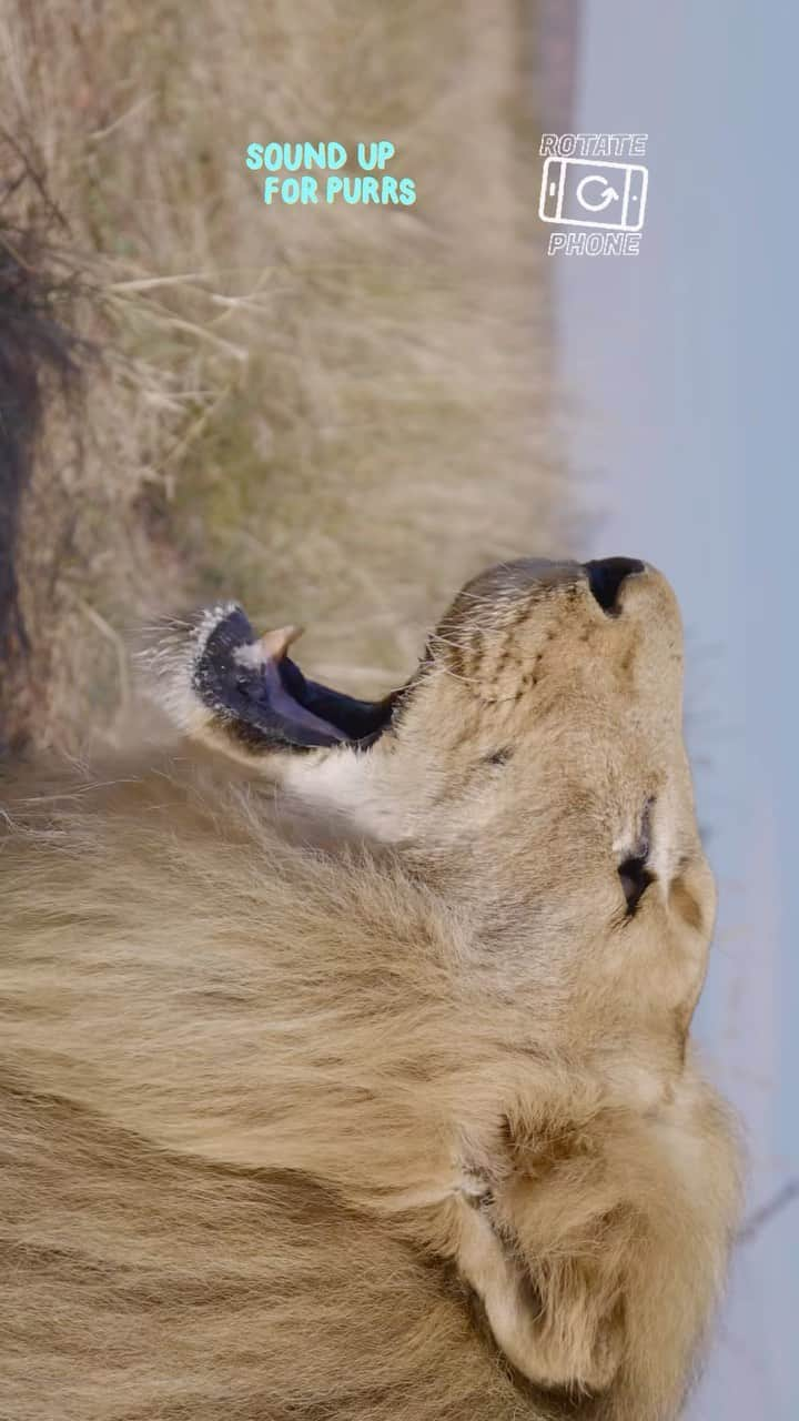 Kevin Richardson LionWhisperer のインスタグラム：「🦁🔊 Get ready for a roaring performance! Meet Bongani, the majestic 19-and-a-half-year-old lion, sharing his magical roar with the world. His mighty voice is music to anyone’s ears! 🎶✨ #KingOfTheJungle #RoarOfPower #Nature’sSymphony」